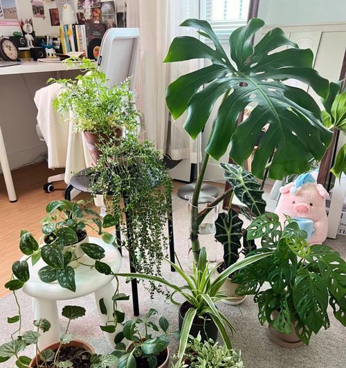 室内最适合养的大型绿植排名（打造绿色家居环保环境，知名度大的植物种类一一介绍）