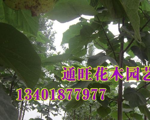 走进泡桐树的名字（探寻泡桐树名的来历和文化内涵）