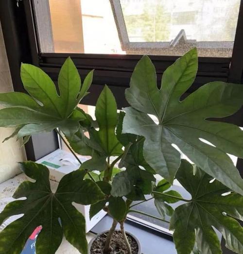花的养护技巧（打造美丽家园，从花开始）