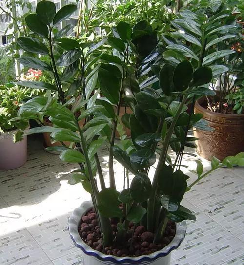 花的养护技巧（打造美丽家园，从花开始）