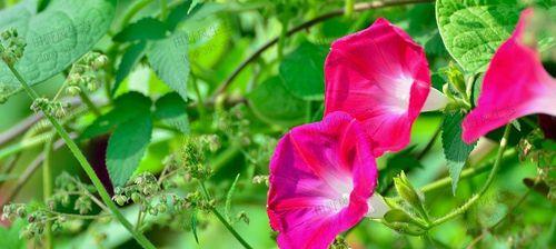 牵牛花冬季室内养护指南（专家教你如何让牵牛花在室内过一个温暖的冬季）