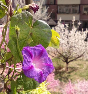 牵牛花冬季室内养护指南（专家教你如何让牵牛花在室内过一个温暖的冬季）