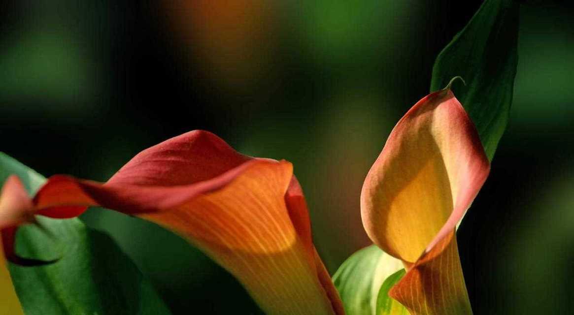 马蹄莲——花语和文化内涵（探寻马蹄莲的精神特质和象征意义）