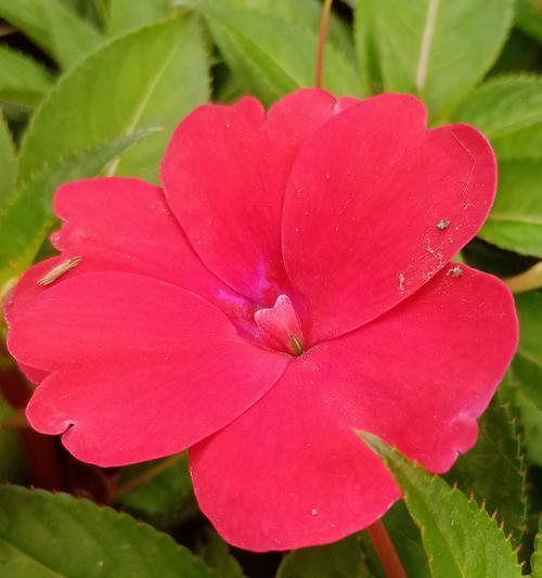 水中的凤仙花——凤仙花的喜水特性（深入了解凤仙花，从喜水属性开始）