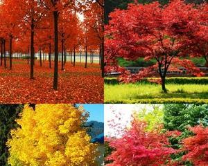 红枫种子的种植方法（从选种到养护，轻松培育红枫美景）