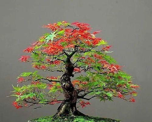红枫种子的种植方法（从选种到养护，轻松培育红枫美景）