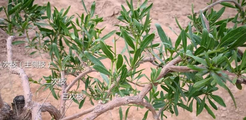 枸杞树的种植与管理技术（如何打造稳定的枸杞种植基地）