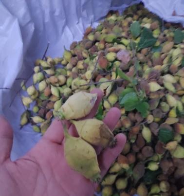 腊梅种子的种植方法（从选种到管理指南，帮您种出美丽花园）