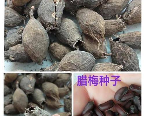 腊梅种子的种植方法（从选种到管理指南，帮您种出美丽花园）