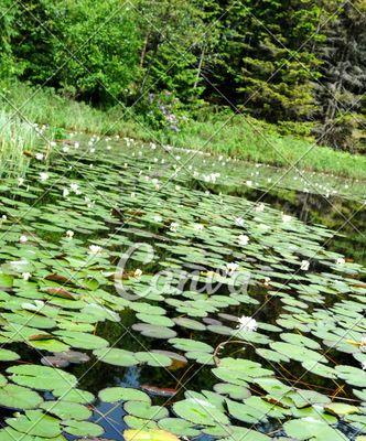水生植物大盘点（了解这些水下花园的美丽与魅力）