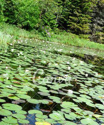 水生植物大盘点（了解这些水下花园的美丽与魅力）