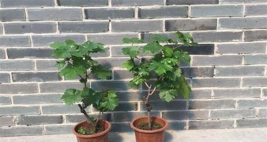 盆栽葡萄的种植技巧（打造家中小葡萄园，四季丰收）