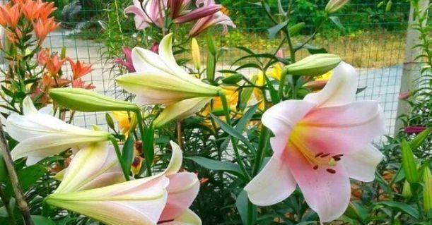 百合花种植指南——播种时间（掌握时间，让百合花开得更美）
