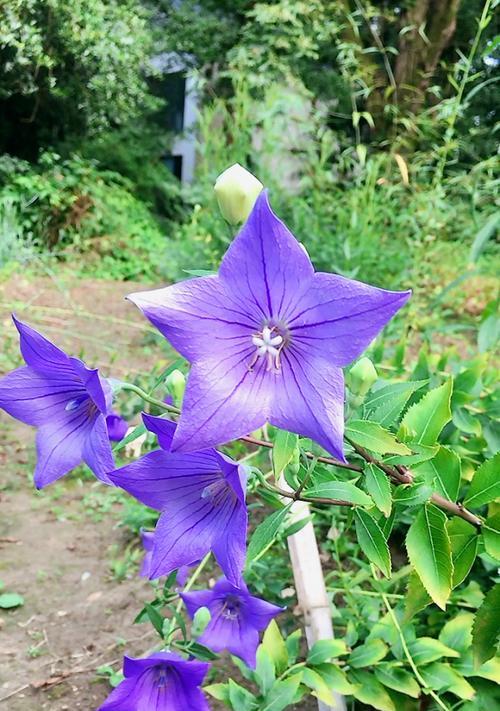 紫色桔梗花的花语和寓意（探寻紫色桔梗花的含义与象征）