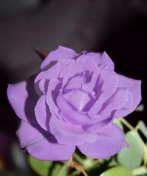 紫色玫瑰的意义与象征（探究紫色玫瑰的情感和文化内涵）