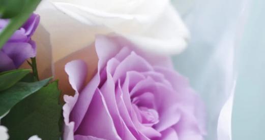 紫色玫瑰的花语与寓意（探秘紫色玫瑰的浪漫花语与深刻寓意）