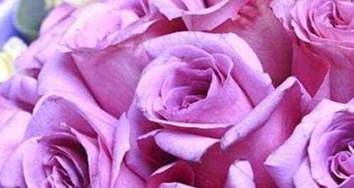 紫色玫瑰的花语（神秘华丽的紫色玫瑰散发出的魅力）