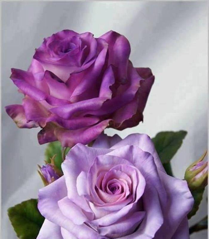 紫色玫瑰花（揭秘紫色玫瑰的隐含意义，传递爱与祝福的之花）