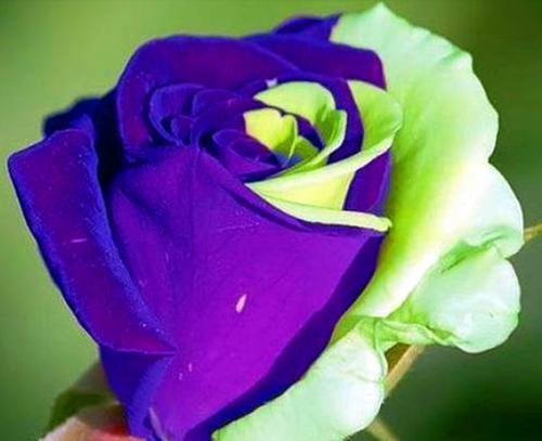 紫色玫瑰花的寓意及象征意义（揭秘紫色玫瑰的花语与文化底蕴）