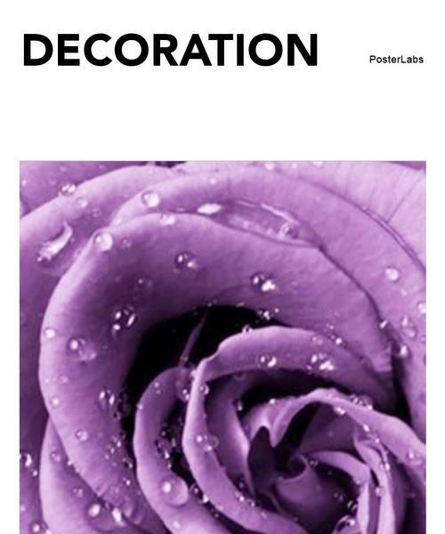 紫色玫瑰花的寓意及象征意义（揭秘紫色玫瑰的花语与文化底蕴）