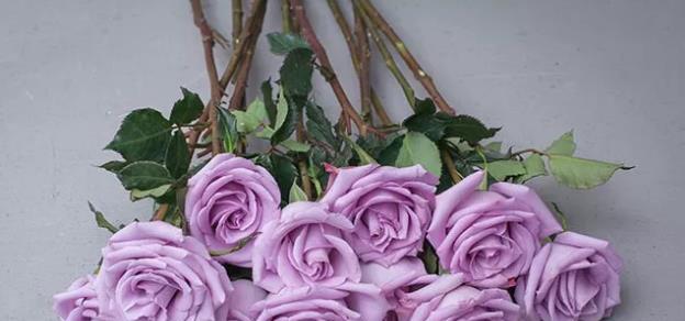 紫色玫瑰的花语与含义（探索紫色玫瑰所代表的情感与心意）
