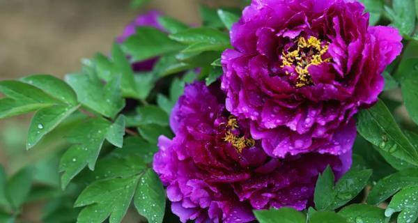 紫色牡丹花的象征与寓意（追寻优雅与独立的美丽）