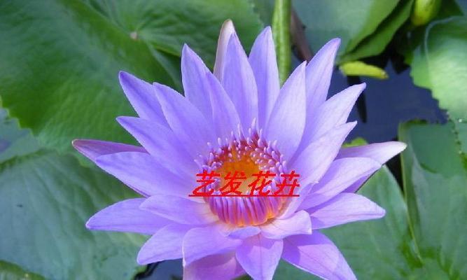 紫色睡莲的花语（紫色睡莲，代表着深情厚意与神秘爱恋）