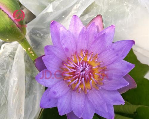 紫色睡莲的花语（紫色睡莲，代表着深情厚意与神秘爱恋）
