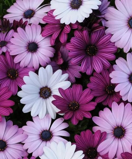 紫色小雏菊的花语与寓意（探究紫色小雏菊的花语以及其深远的寓意）