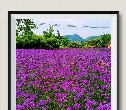 紫色薰衣草花语-恬静与浪漫（深入解读紫色薰衣草的花语，从恬静到浪漫，一一道来！）
