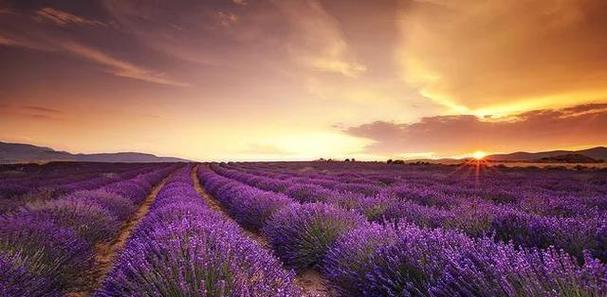 紫色薰衣草的花语与美丽意境（探寻紫色薰衣草的花语及其传递的情感）
