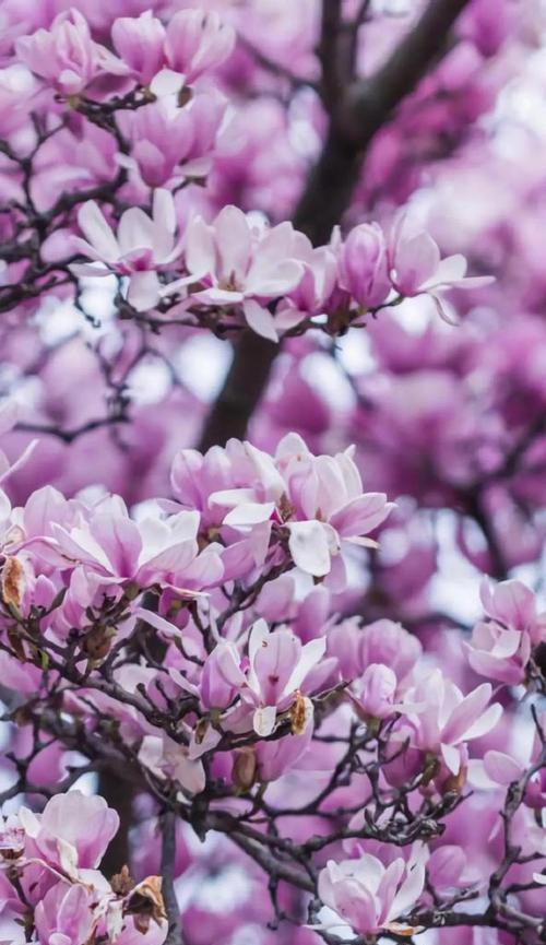 紫色玉兰花的寓意与象征（深紫色的玉兰花和富有内涵的象征意义）