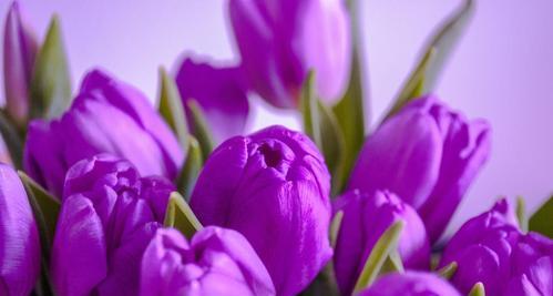 紫色郁金香的花语与象征（探索紫色郁金香的意义与美丽）