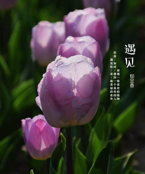 紫色郁金香花语（揭示紫色郁金香的花语与意义，深入探索其独特魅力）