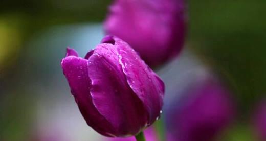 紫色郁金香花语（揭示紫色郁金香的花语与意义，深入探索其独特魅力）