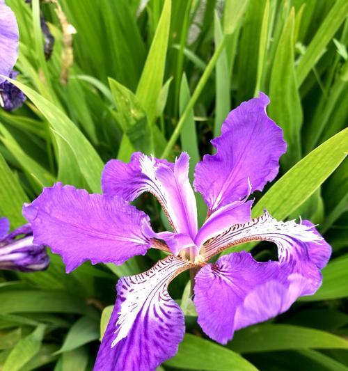 紫色鸢尾花的花语及其象征意义（探寻紫色鸢尾花的深层花语，传达内心情感与寓意）