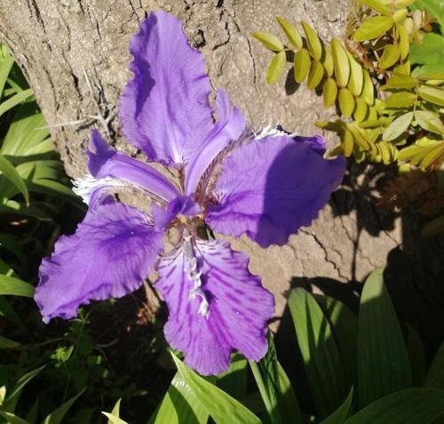 紫色鸢尾花的花语及其象征意义（探寻紫色鸢尾花的深层花语，传达内心情感与寓意）