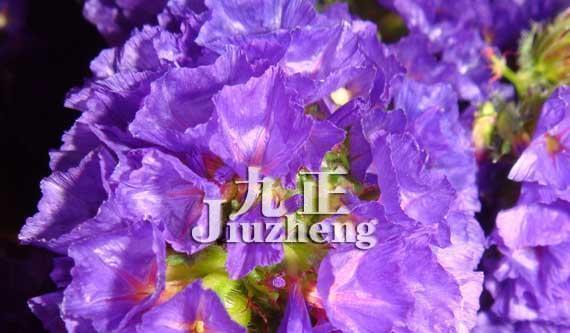 紫色紫罗兰的花语之谜（探究紫罗兰花语的含义与象征）