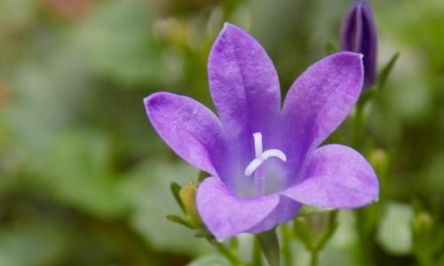 紫色紫罗兰的花语之谜（探究紫罗兰花语的含义与象征）