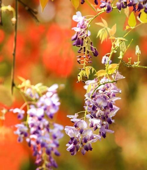 紫藤花的花语及其寓意（解读紫藤花的各种花语与象征意义）