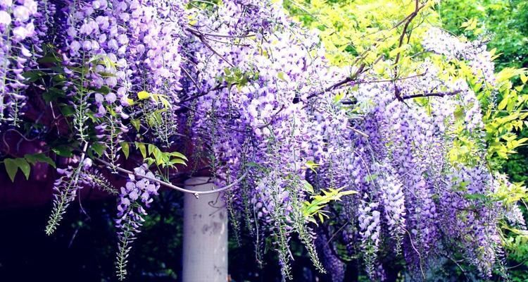 紫藤花的花语及其寓意（解读紫藤花的各种花语与象征意义）