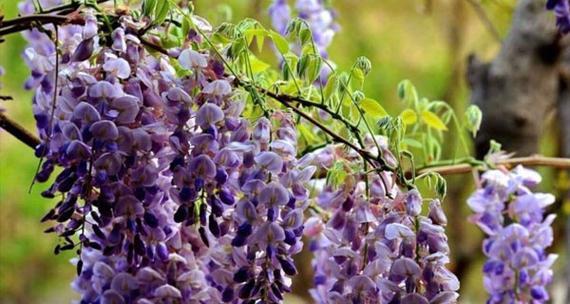 紫藤花的花语及其意义（探究紫藤花的花语与象征意义，了解紫藤花在生活中的重要地位）