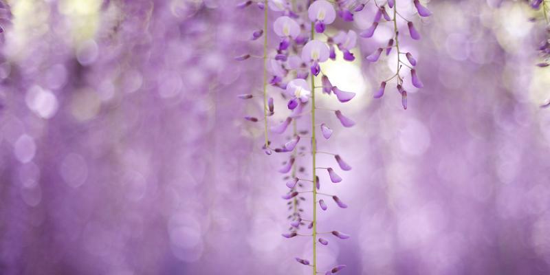 紫藤花的传说与花语（传说中的紫藤花与它的花语）