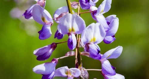 紫藤花的花语与传说（探寻紫藤花的神秘与美丽，品读花语与传说）