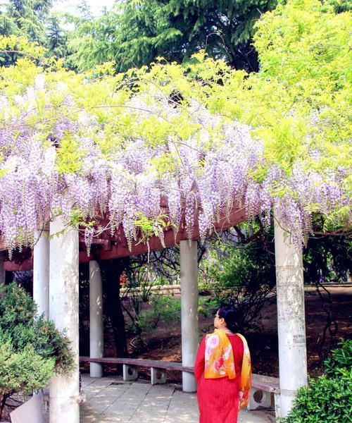 紫藤花的寓意与象征（传递爱与希望的紫藤花语）