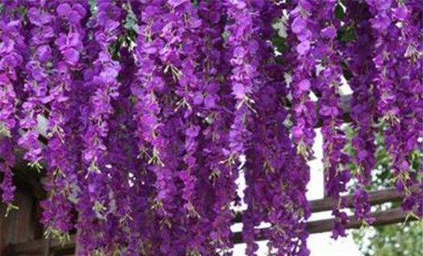 紫藤萝花语的美丽寓意（从花朵到心灵的妙语悠然）