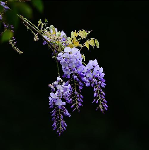 紫藤萝的花语与寓意——浪漫与坚持的象征（探寻紫藤萝花语，传递浪漫与坚持的寓意）