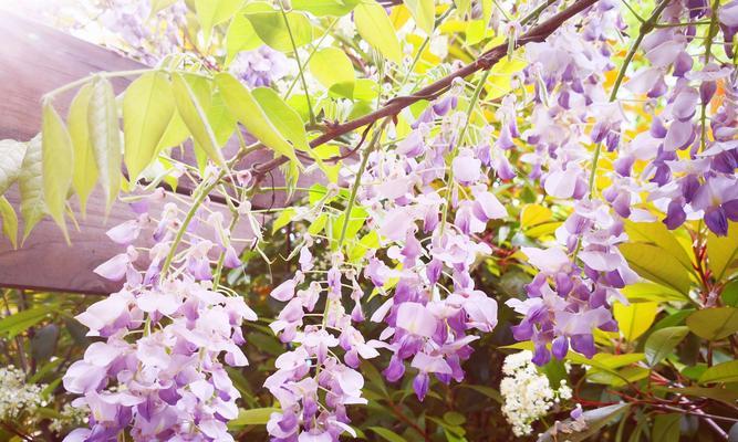 紫藤萝花语（探寻紫藤萝花语的内涵及象征意义）