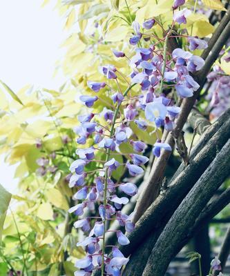 紫藤树的寓意与象征意义（探索紫藤树所带来的美好与哲理）
