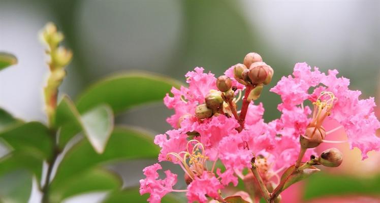 紫薇花的含义与象征（紫薇花的美丽与寓意）